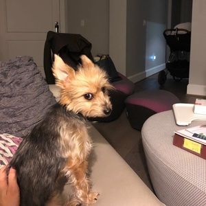 Meet your Posher, Calvin